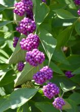 American beautyberry may die to the ground in severe winters, but good pruning in early spring keeps it full and compact. (Photo by MSU Extension/Gary Bachman)