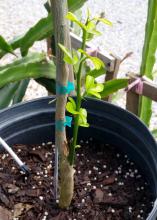 Now is a good time to check citrus trees for shoots that sprout near the base. Remove this unwanted growth because any fruit it produces will be inedible. (Photo by MSU Extension/Gary Bachman)