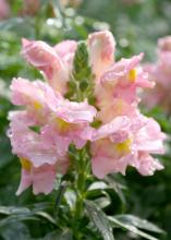 SONNET -- Sonnet snapdragons produce multiple large, colorful flower stalks that make excellent cuts. (Photo by MSU Extension/Gary Bachman)