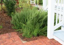 Rosemary is an aromatic herb that is a favorite for cooking. It thrives on neglect, and when planted by paths or steps, it releases its sweet scent at the slightest touch. (Photo by MSU Extension/Gary Bachman))