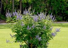 Vitex is an outstanding small tree for Mississippi landscapes. It can be grown as a single-trunked tree or a multitrunk specimen. (Photo by MSU Extension/Gary Bachman)