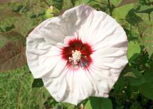 Hardy hibiscuses can withstand Mississippi winters and have massive flowers. Many bright and beautiful colors are available, such as this Summerific Cherry Cheesecake. (Photo by MSU Extension/Gary Bachman)