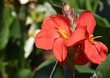 Canna lilies are easy landscape plants for Mississippi gardens. This South Pacific Scarlet is a dwarf selection that can reach 4 feet tall. (Photo by MSU Extension/Gary Bachman)