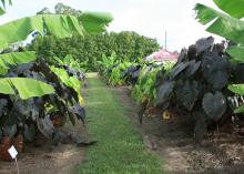 This garden full of elephant ears is growing in a plant trial in Biloxi at the Mississippi State University Coastal Research and Extension Center. Foliage colors range from greens to black. (Photo by MSU Extension/Gary Bachman)