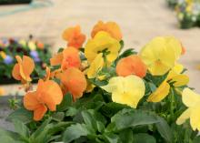 Pansies such as this Amber Mix Matrix selection without the traditional dark blotch are referred to as clear and are great for displaying pure color. (Photo by MSU Extension Service/Gary Bachman)