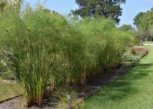 King Tut papyrus, growing here at the Mississippi State University South Mississippi Branch Experiment Station in Poplarville, make a good addition to Mississippi landscapes either as an annual or a perennial. (Photo by MSU Extension/Gary Bachman)