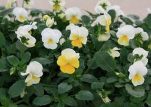 Shop now for the best selection of viola varieties and color, such as these Banana Cream Sorbet violas. (Photo by MSU Extension/Gary Bachman)