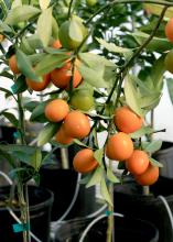 Kumquats perform well in Mississippi when given winter protection. Gardeners eat just the peel of this beautiful fruit. (Photo by MSU Extension/Gary Bachman)