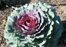 The outer leaves of Pigeon Purple ornamental cabbage maintain a darker green with purplish veins, and new center leaves emerge with a purplish-red color. (Photo by MSU Extension/Gary Bachman)