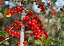 The Mississippi native yaupon holly can be seen popping out of woodland edges everywhere. Its distinctive berries have a translucent quality that imparts a gem-like appearance. (Photo by MSU Extension/Gary Bachman)