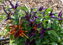 These warm-season NuMex April Fool’s Day ornamental peppers are beautiful as well as edible. (Photo by MSU Extension/Gary Bachman)