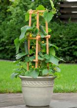 The Patio Snacker is a terrific producer in a tight space. The 3- to 5-foot vine is perfect for trellising and produces fruit that is perfectly crunchy and not bitter. (Submitted Photo/Ball Horticultural Company)