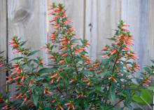 Vermillionaire cuphea is a heat-loving plant that flowers from spring to frost. Its abundant tubular flowers up and down the stems are butterfly and hummingbird magnets. (Photo by MSU Extension/Gary Bachman)