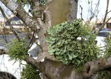 Lichens use trees and shrubs only for support, supplying their own energy, water and nutrients without harming their hosts. This lichen has folds that resemble a crumpled sheet. (Photo by MSU Extension/Gary Bachman)