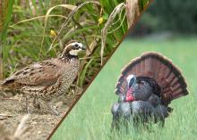 Wildlife biologists will address issues related to quail and turkey at gamebird seminars at the Mississippi Museum of Natural Science on Feb. 27. (File photo by MSU Ag Communications)