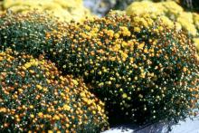 Yellow Belgian mums