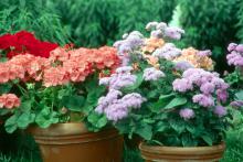Salmon orange geraniums and blue ageratums can brighten a porch with colorful spring bouquets. 