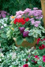Bright red geraniums make a dazzling display in this container of mixed spring flowers.