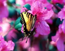 Many people find Pride of Mobile azaleas irresistible. They are not alone as butterflies, such as this swallowtail, are attracted to the Southern Indica group of azaleas including Pride of Mobile, Formosa, G.G. Gerbing, Judge Solomon and George Lindley Tabor.