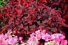 The burgundy and pink foliage of the Mississippi Summer sun coleus works well with many plants including this bright pink bougainvillea.