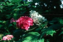 This pink french hydrangea combines beautifully with the Mississippi Medallion award-winning, native oakleaf hydrangea.