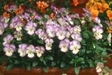 Coconut Swirl is one of the prettiest violas and is in the heirloom-looking Sorbet series. Coconut Swirl has light blues, creams and yellows with a blush of rose.  