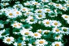 The old-fashioned shasta daisy is one of the most loved plants in the South. This variety, Becky, has been chosen as the Perennial Plant of the Year for 2003.