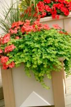 Lime green lysimachia, Tempo impatiens and ornamental grass provide all the elements needed for a striking planter.