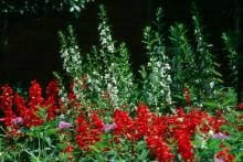 AngelMist angelonias stand tall over the Vista Red salvias as they represent the stripes of the Grand Ole Flag in a patriotic setting.