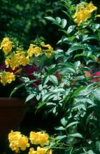 The Gold Star esperanza produces yellow, bell-shaped flowers from spring until frost and attracts hummingbirds and butterflies.