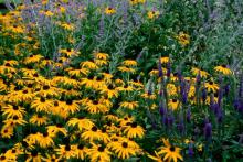 The dark blue-violet of Sunny Border Blue Veronica partners well with Goldsturm rudbeckia and the light blue Russian sage.