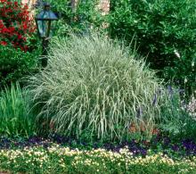 Make your beds large enough so that a grass like this Japanese Silver Grass can reach its true potential.