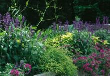 The Gold Thread chamaecyparis and coleus shine brilliantly in this garden of purples and violets. 