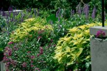 Gold-leafed coleus serves as the perfect complement to plants like perennial verbena and salvia. 