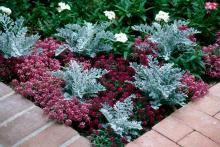 In addition to combining with sweet alyssum, pansy or dianthus in the fall, try dusty miller with other drought-tolerant spring selections like gomphrena, salvia, purple heart, pink lantana and yarrow.