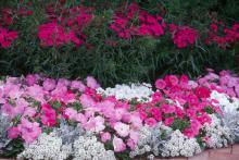 To create the prettiest display, set out in large drifts of three to four plants per square foot. The hot pink-purple color allows combinations with a number of plants, especially pansies like Purple Rain.
