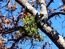 Mistletoe is parasitic on the stems of woody plants, from which they derive water, minerals, nutrients and small amounts of organic compounds carried in the sap. In other words, they suck the life right out of that beloved oak.
