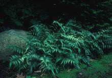 The Perennial Plant Association named Athyrium niponicum Pictum the 2004 Perennial Plant of the Year. This perennial low-maintenance Japanese painted fern is one of the showiest ferns for shade gardens.