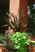 The fans formed by the New Zealand flax are reminiscent of a yucca or perhaps some kind of dracaena. These can get quite large, reaching 4 to 5 feet in height.