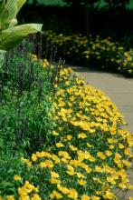 The bright-yellow Yubi portulacas, embraced by the Victoria Blue salvia and Bengal Tiger canna, make this sidewalk a breath-taking pleasure to stroll down. 
