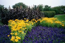 Purple Majesty ornamental millet provides an outstanding backdrop to these Prairie Sun rudbeckias and Blue Wave petunias.