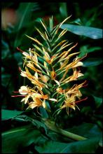 The choice ginger selection may be the Kahili. This ginger produces enormous canes topped by clusters of large, yellow flowers with red stamens.