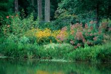 Joe Pye weed and Goldsturm rudbeckia partner well in this lakeside planting, looking impressive even from a distance.
