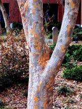 Lacebark elms (also called Drake elms) possess some of the most striking bark seen anywhere. They almost look camouflaged with exfoliating sheets in gray, brown and orange.