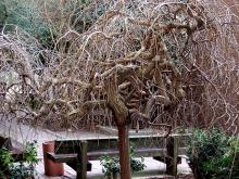 Not all winter landscape appeal comes from colorful bark. The weeping mulberry may be unsurpassed in beauty because once its leaves have dropped, it reveals its fantastically twisted and gnarled branches.