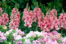 Garden centers are getting in fresh flower selections that can help add a little color to dried-out landscapes. 