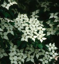 Thousands of star-shaped blooms show out against the dark green leaves of the Kousa dogwood.