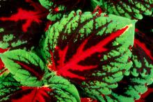 Among the hottest plants in the United States this spring is the new Kong coleus. While the demand may make it hard to find, the easiest opportunity to grab some will be the Jackson Garden and Patio Show.