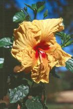 With spectacular-colored flowers and contrasting dark green foliage, the new Cajun series hibiscus wowed visitors to the Jackson Garden and Patio Show. There are now more than 20 selections, such as the Fais Do Do pictured, in the Cajun series.