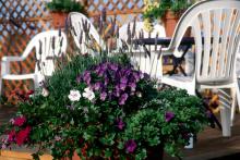 Container gardening can provide colorful displays throughout the fall months. This combination, including purple pansies beneath spikes of lavender, yields a spectacular accent on a backyard deck.